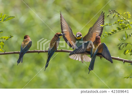 Eurasian bee-eater (Merops apiaster) 42389641