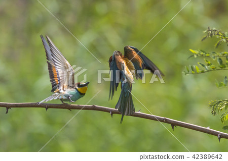 Eurasian bee-eater (Merops apiaster) Eurasian bee-eater (Merops apiaster) 42389642