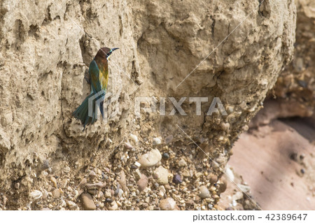 Eurasian bee-eater (Merops apiaster) 42389647