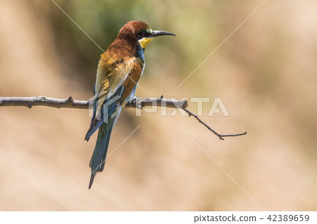 Eurasian bee-eater (Merops apiaster) Eurasian bee-eater (Merops apiaster) 42389659