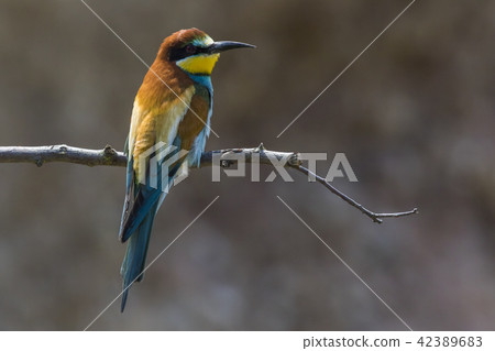 Eurasian bee-eater (Merops apiaster) 42389683
