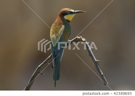 Eurasian bee-eater (Merops apiaster) 42389693