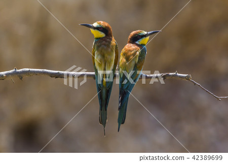 Eurasian bee-eater (Merops apiaster) Eurasian bee-eater (Merops apiaster) 42389699