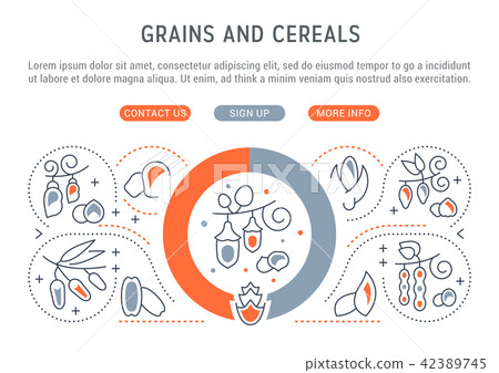 Website Banner of Grains and Cereals. Website Banner of Grains and Cereals. 42389745