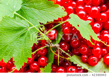 red currant new crop red currant new crop 42390943