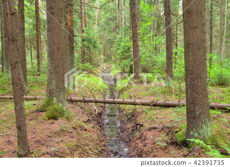 Pine forest at summer. 42391735