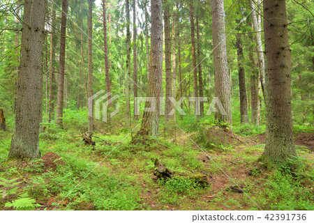 Pine forest at summer. 42391736