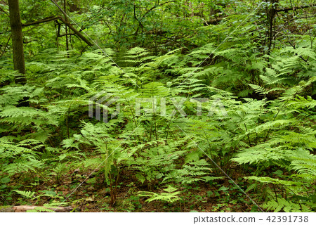 Wild fern closeup. 42391738