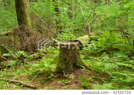 Old stump in forest. 42391739
