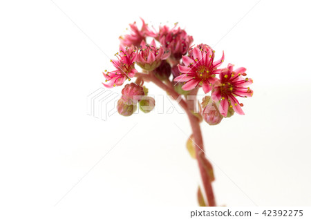 Bouquet of pink flowers. The top of pink flowers. Bouquet of pink flowers. The top of pink flowers. 42392275
