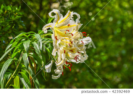 Wild lily Wild lily 42392469