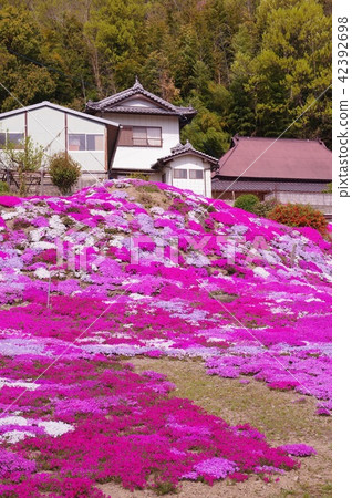 Hachikubo的鯖魚櫻花 Hachikubo的鯖魚櫻花 42392698