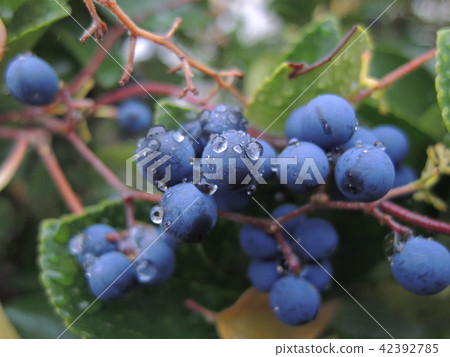 Fruit of rainy season 42392785
