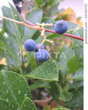 Fruit of rainy season 42392787
