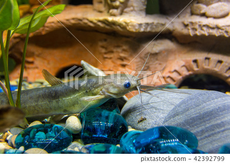 The head of a sackgrass in a freshwater aquarium The head of a sackgrass in a freshwater aquarium 42392799