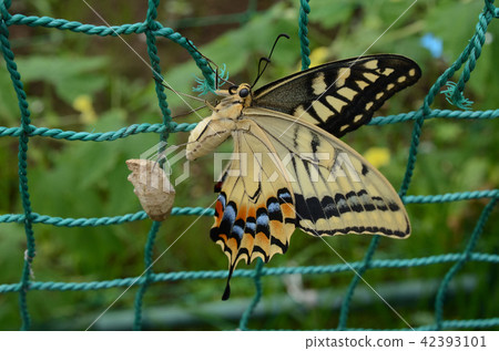 Swallowtail swallowtail swallowtail butterflies 42393101