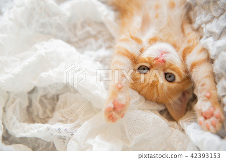 A kitten 42393153