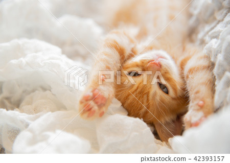 一隻小貓 一隻小貓 42393157