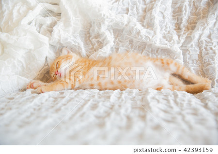 一隻小貓 一隻小貓 42393159