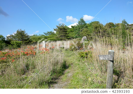 Mihacho Course Yoichi Nakagawa Monogatari High Botch Plate Shiojiri City Mihacho Course Yoichi Nakagawa Monogatari High Botch Plate Shiojiri City 42393193