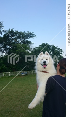 Samoed to be scolded 42393203