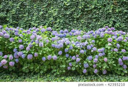 一朵燦爛的繡球花繡球花 42393210