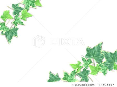 Hedera background white 42393357