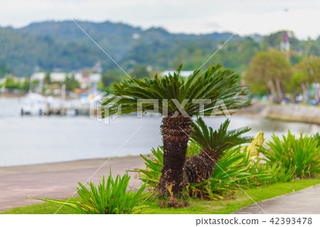 Palm tree on the beach Palm tree on the beach 42393478
