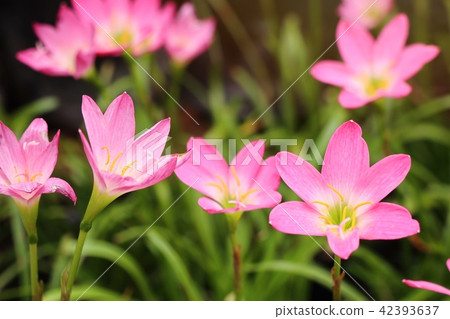 Beautiful pink rain lily Beautiful pink rain lily 42393637