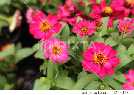 Beautiful flowers in garden 42393723