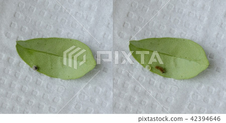 Harvesting of Namiagoeha - Before and after Escape from Egg (Kumquat) 42394646