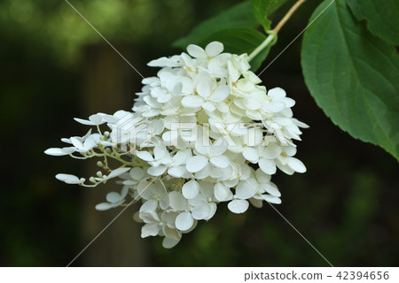 Nori Tsugi（Minasuki） 42394656