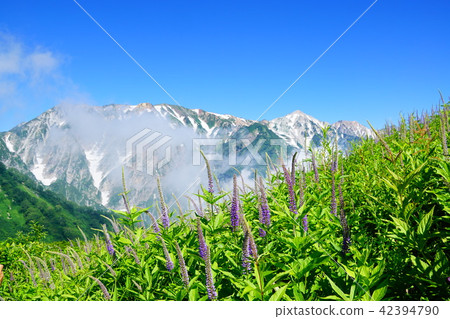 Alpine plants and White Horse Mountains Alpine plants and White Horse Mountains 42394790