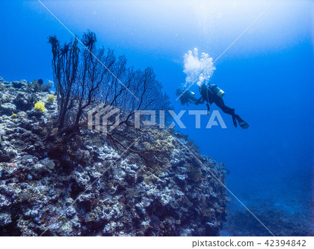 Diver enjoying the sea of coral reefs. Okinawa · Ie Island Diver enjoying the sea of coral reefs. Okinawa · Ie Island 42394842