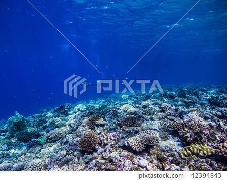 Diver enjoying the sea of coral reefs. Okinawa · Ie Island Diver enjoying the sea of coral reefs. Okinawa · Ie Island 42394843