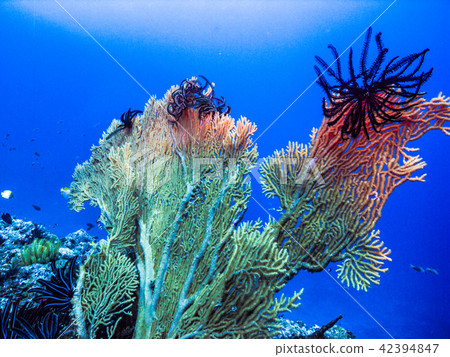 淡水魚，粘在山羊的同伴的尖端。沖繩島（Ie Island） 42394847
