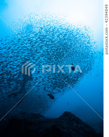 一群蟑螂圍攏的潛水員的剪影。和歌山·串本 42394849