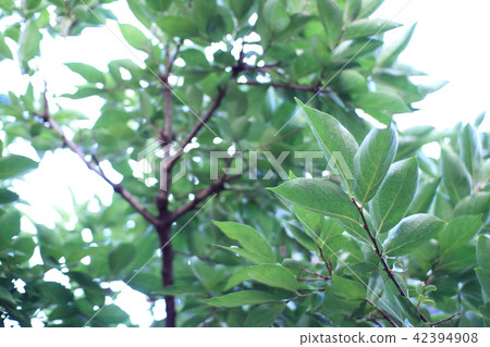 Background of a blurred tree 42394908