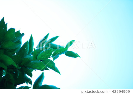 Branches and leaves 42394909