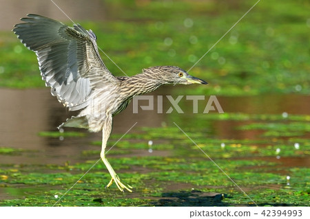 Hoshigoi瀕臨降落 42394993