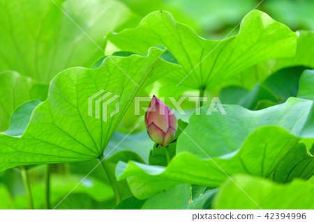 一朵蓮花的花蕾靜靜地綻放 42394996