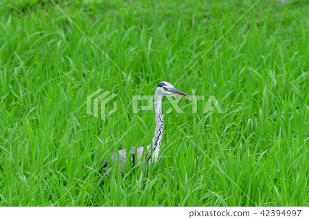 Search for bait in paddy fields Search for bait in paddy fields 42394997