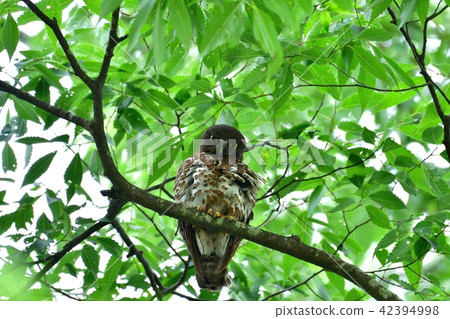 Mother of cute Ao bazook heart mark is cute Mother of cute Ao bazook heart mark is cute 42394998