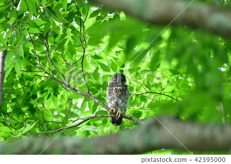 Cute black-eyed baby birds with cute eyes Cute black-eyed baby birds with cute eyes 42395000