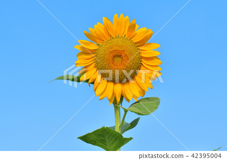 Summer flowers, sunflower, sunflower, sunflower, sampler. A large flower of yellow flowers. Summer flowers, sunflower, sunflower, sunflower, sampler. A large flower of yellow flowers. 42395004