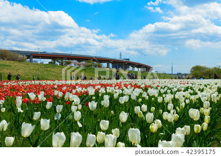 Colorful tulip fields and urban agricultural park Tokyo sky tree Colorful tulip fields and urban agricultural park Tokyo sky tree 42395175