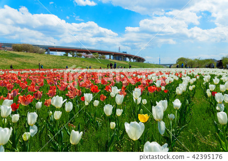 Colorful tulip fields and urban agricultural park Tokyo sky tree 42395176