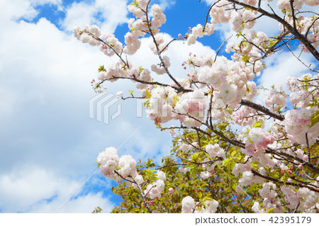 Arakawa Tsutsumi Goshiki Sakura / Matsuki 42395179