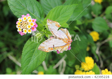 A butterfly A butterfly 42395228