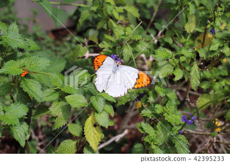  橙端粉蝶 42395233